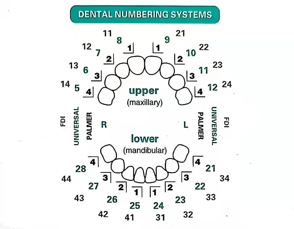 Kompozit Reçine Kaplamaları İç - Teeth Whitening Moulds incelemesi ve fiyatı