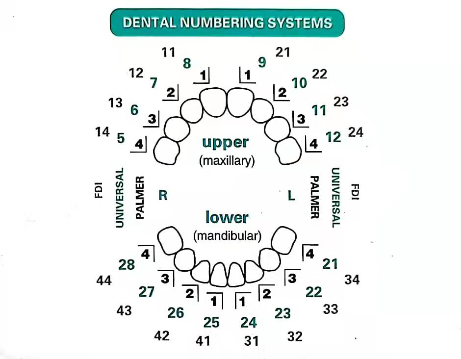 32 adet/takım Diş Kaplama Kalı - Teeth Whitening Moulds incelemesi ve fiyatı